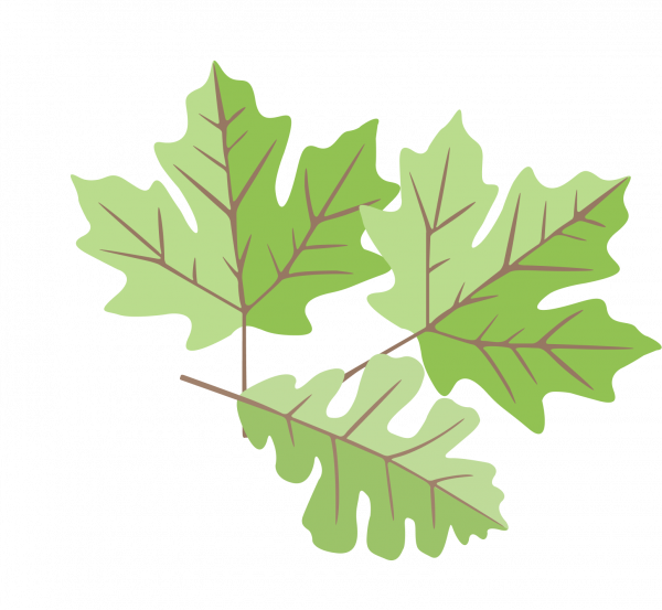 website-leaves-02 Landscape land conservation software leaves